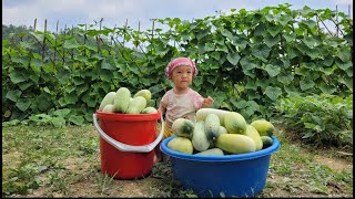 During the hard days of tending the fields, Yen Nhi harvested her first melon crop