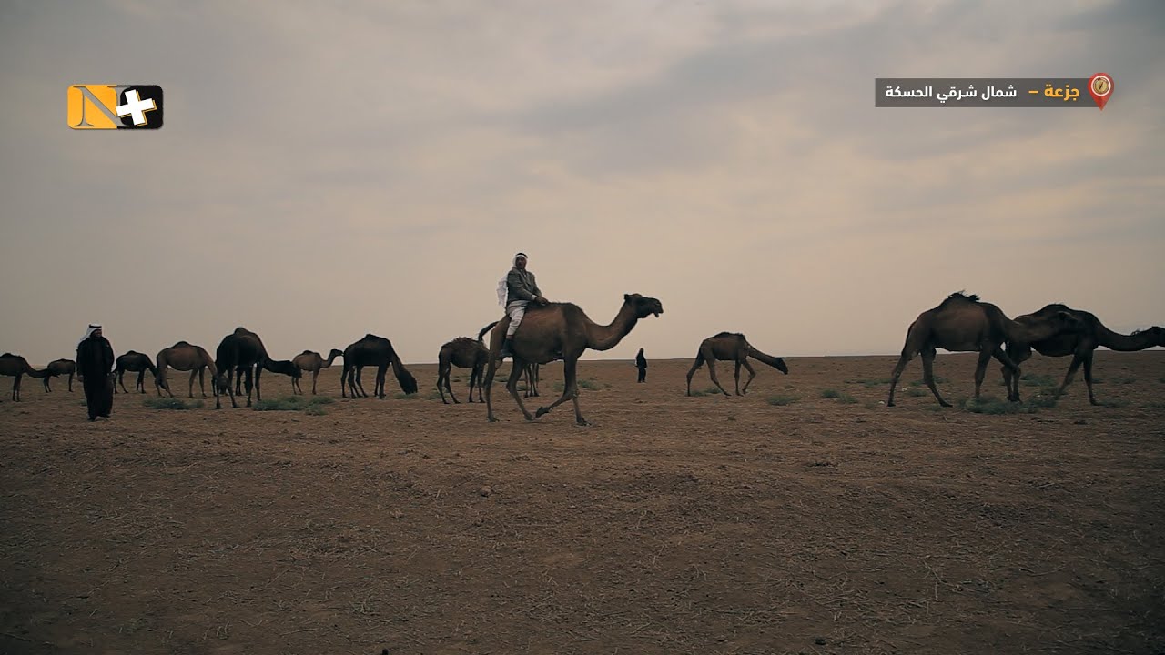 في الحسكة.. تحدّياتٌ عديدة تركتها سنوات الحرب أمام تربية الإبل