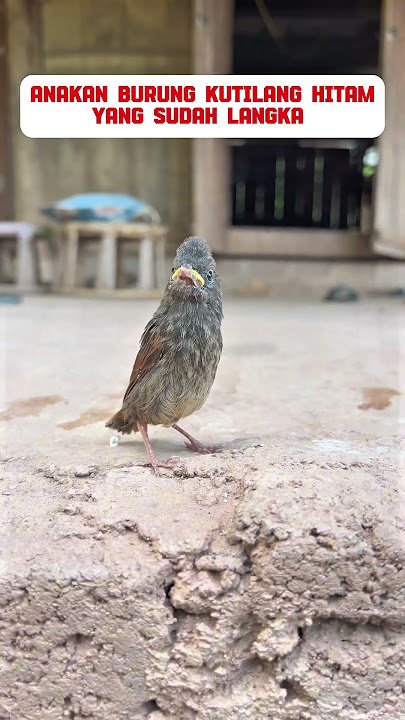 burung kutilang hitam #burung #mangkicauoffecial #kicaumania #burungkicaudialamliar #birds #masteran
