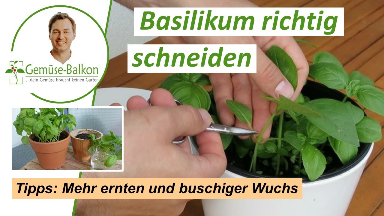 🌿 schneiden ✂️ und ernten für buschiges 🌴 Wachstum - YouTube