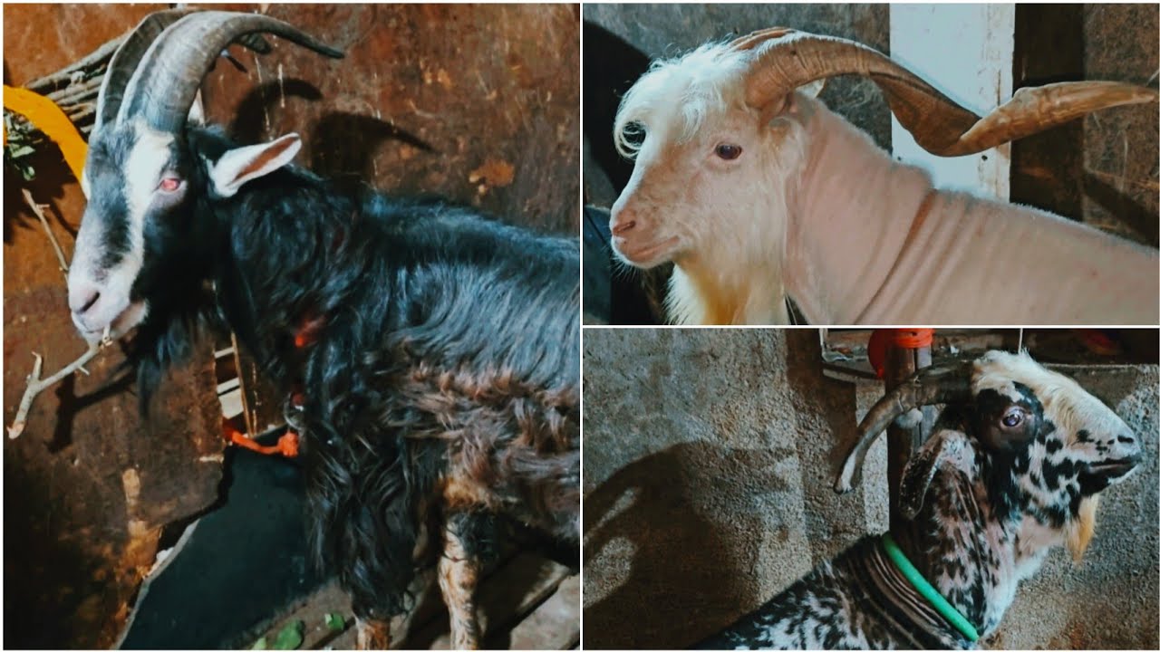 Rizwan Bhai ke Exotics 👌 || Al Mehtab Goat Farm - YouTube