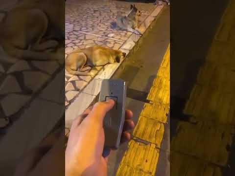 جهاز كلاب
