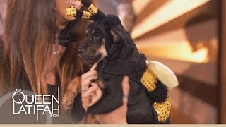 Pet Halloween Costume Parade on The Queen Latifah Show