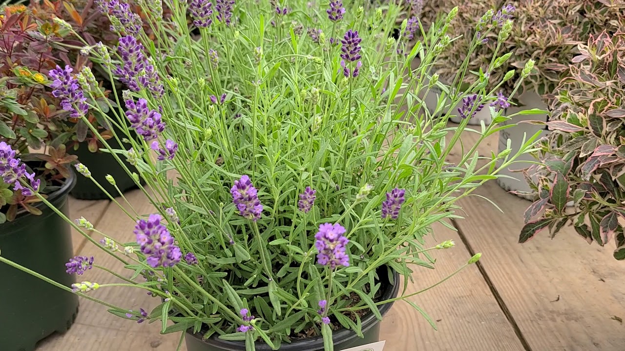 Lavandula 'Big Time Blue'💜// Superb Perennial with Gorgeous FRAGRANT flowers!