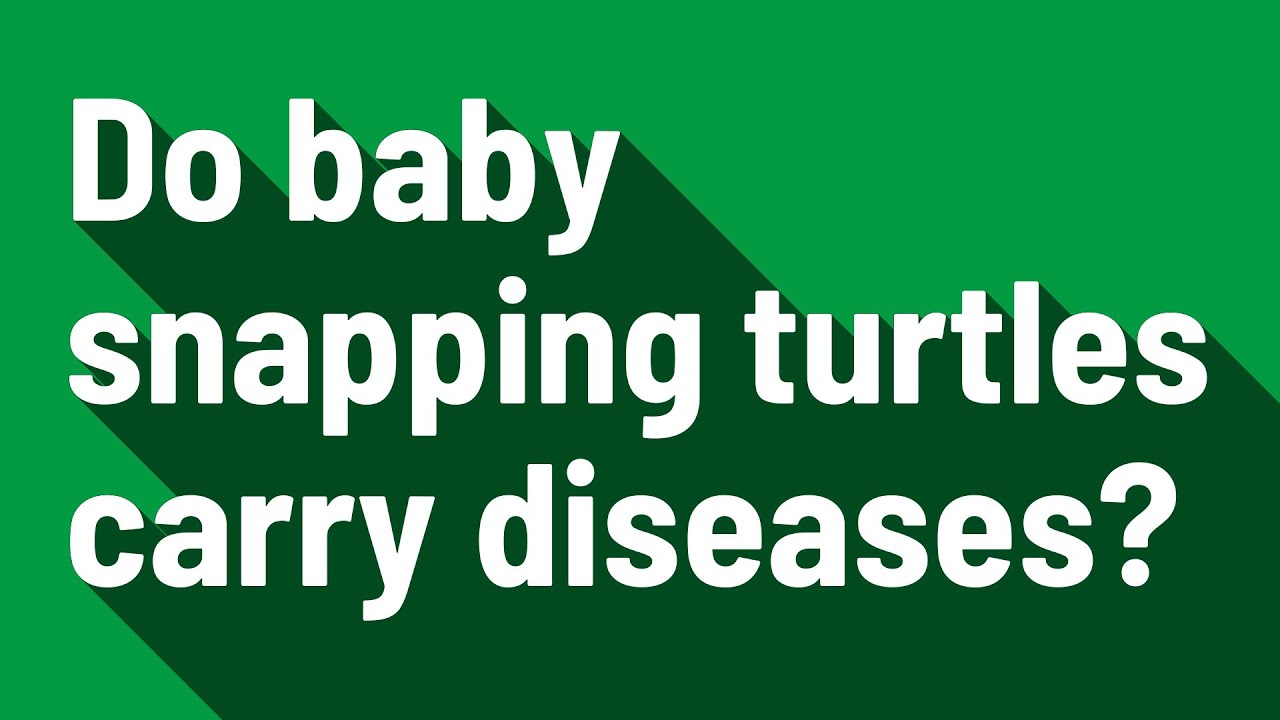 Do baby snapping turtles carry diseases? YouTube
