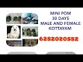 #shortvedio   #puppies for sale in Kerala #dog for sale #shorts