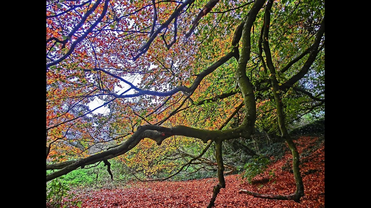 East Devon Walk 16th November 2021