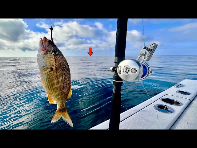 cade's exotic fishing pole Halo KS II Elite Casting Rod giant trevally and more but will take a bit more effort resulting in a faster fight Fishing a LIVE Ruby Red