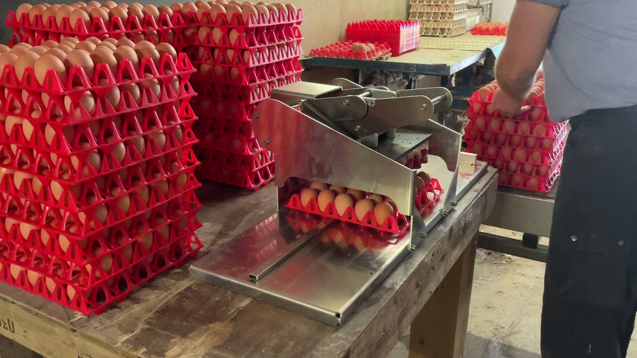 Egg coding EggFlex HeDiPack handsystem for 30-er trays