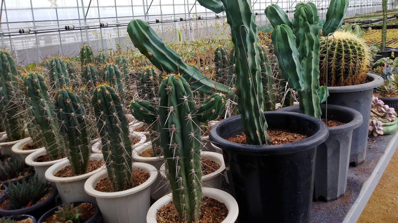 #127 선인장 '금호', '용신목', '근위주' 키우는 방법🌵 ( #금호 #용신목 #근위주 #금호선인장 #용신목선인장 #근위주선인장 #선인장키우는방법 )