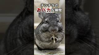 チンチラのおバカな瞬間３選 #チンチラ #chinchilla #shorts