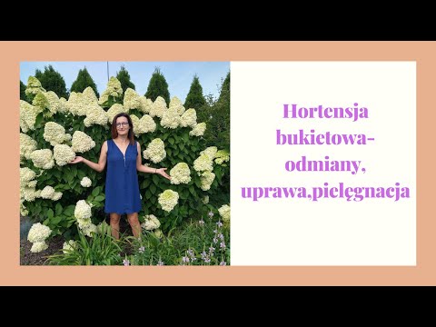 Wideo: Hortensja: Opieka Domowa