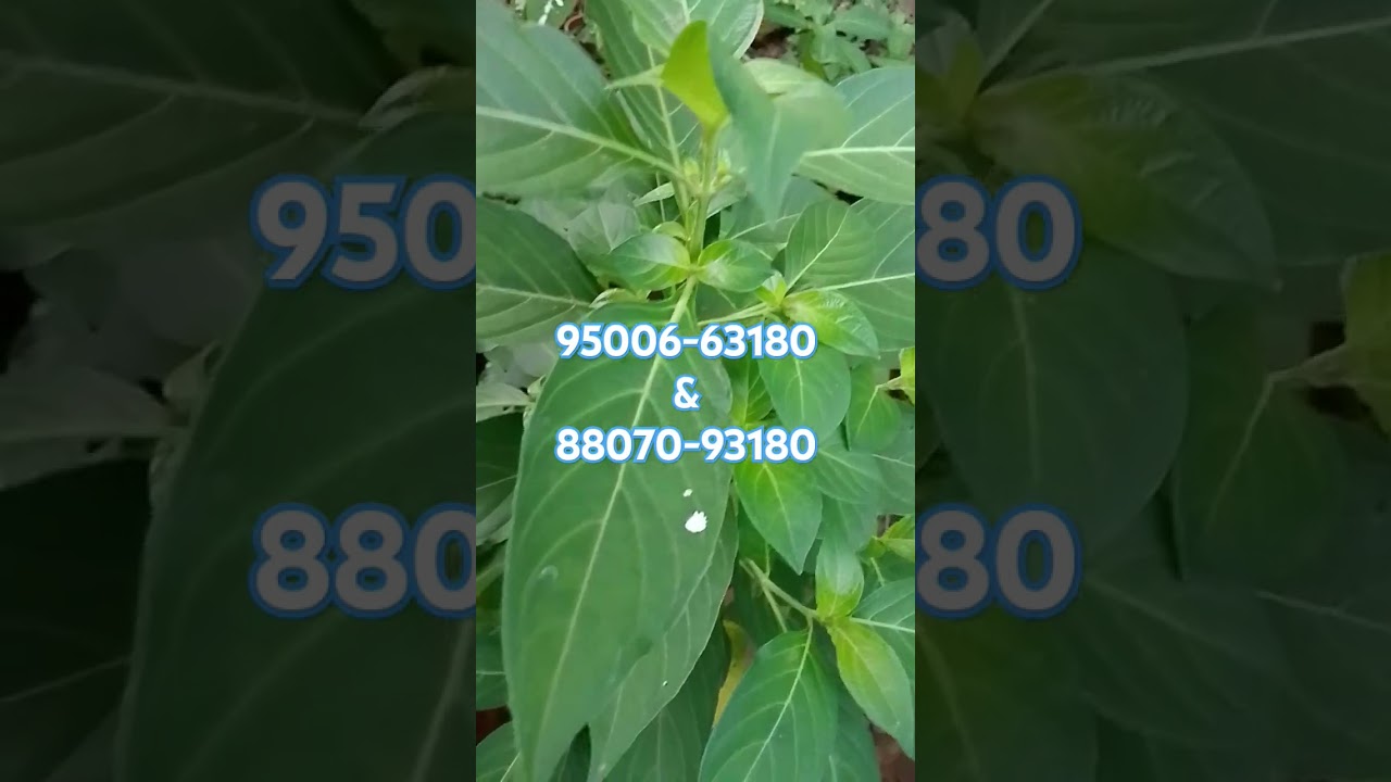 21 A - Normal-White December Flower Plants - 95006-63180 & 88070-93180