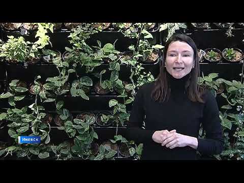 Фитостену создали кадеты в одной из школ Ижевска