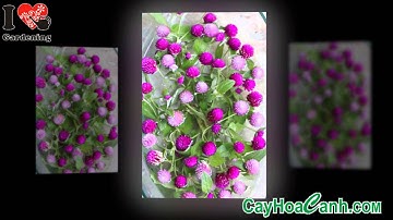 TÁC DỤNG CÂY CÚC BÁCH NHẬT