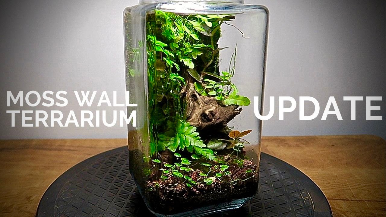 Moss wall terrarium update YouTube