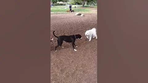 White dog left out