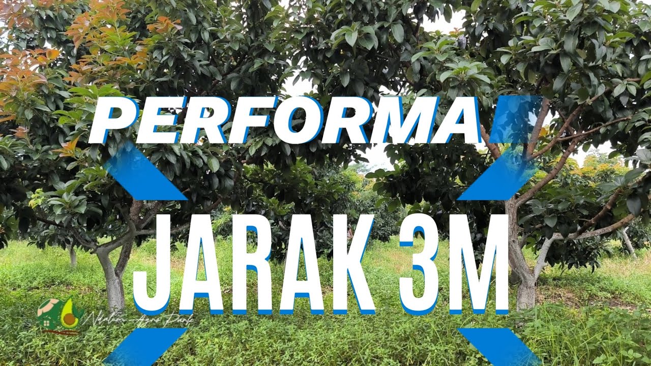 PERFORMA JARAK TANAm ALPUKAT 3METER