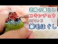 老鳥 自分で出来ない羽繕いのお手伝い 筆毛ほぐし gouldian finch kara,6-Year-Old Bird pinohana with English subtitles