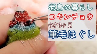 老鳥 自分で出来ない羽繕いのお手伝い　筆毛ほぐし　gouldian finch　 kara,6YearOld Bird pinohana　with English subtitles