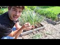 Huge 100% Organic EPIC Garlic Harvest - 260 Heads in Just 30 Square Feet!