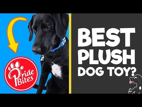 Video: PrideBites: Ändra sättet du kan ansluta din hund till