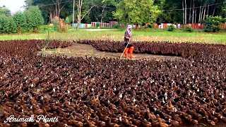 Duck | How to raise free-range ducks to harvest millions of eggs and get meat.Animals Plants