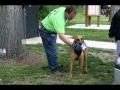 Illinois Wisconsin Search & Rescue Dogs (ILLWIS) Gallery Illinois Wisconsin Search & Rescue Dogs (ILLWIS) Gallery