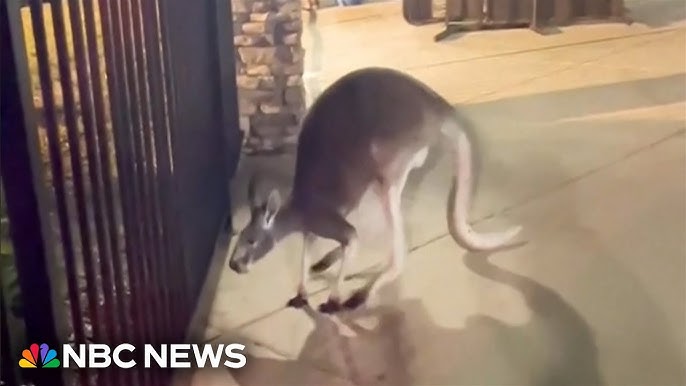 Runaway Kangaroo Gives Officers The Runaround In Florida