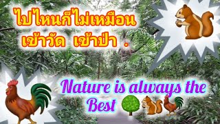 #เที่ยวที่ไหนก็ไม่หมือนเข้าวัดเข้าป่า🐓🐿Walking in nature is the best.#วันนี้ขาเลาะStory 25/05/24