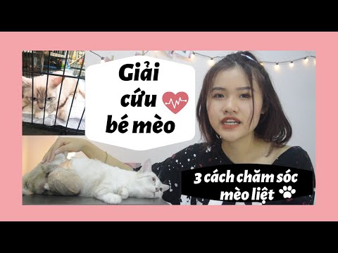 Video: Tê Liệt ở Mèo