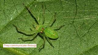 Green Jumping Spider Facts You Won't Believe!