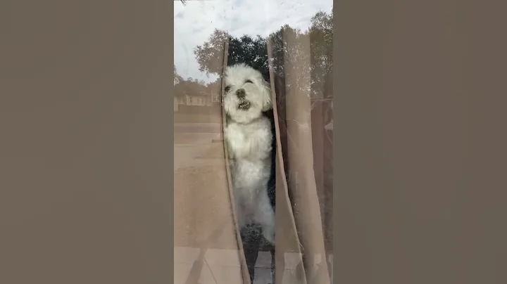Digging on window