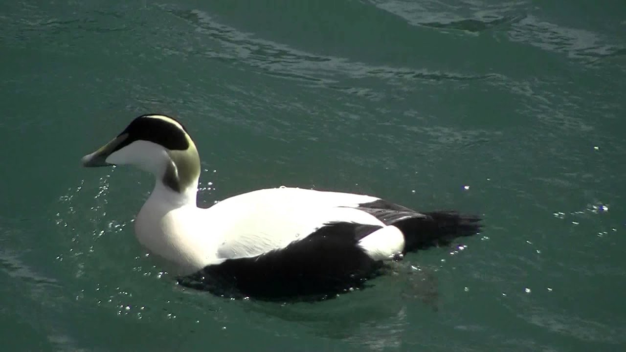Eider Duck (Somateria mollissima) 