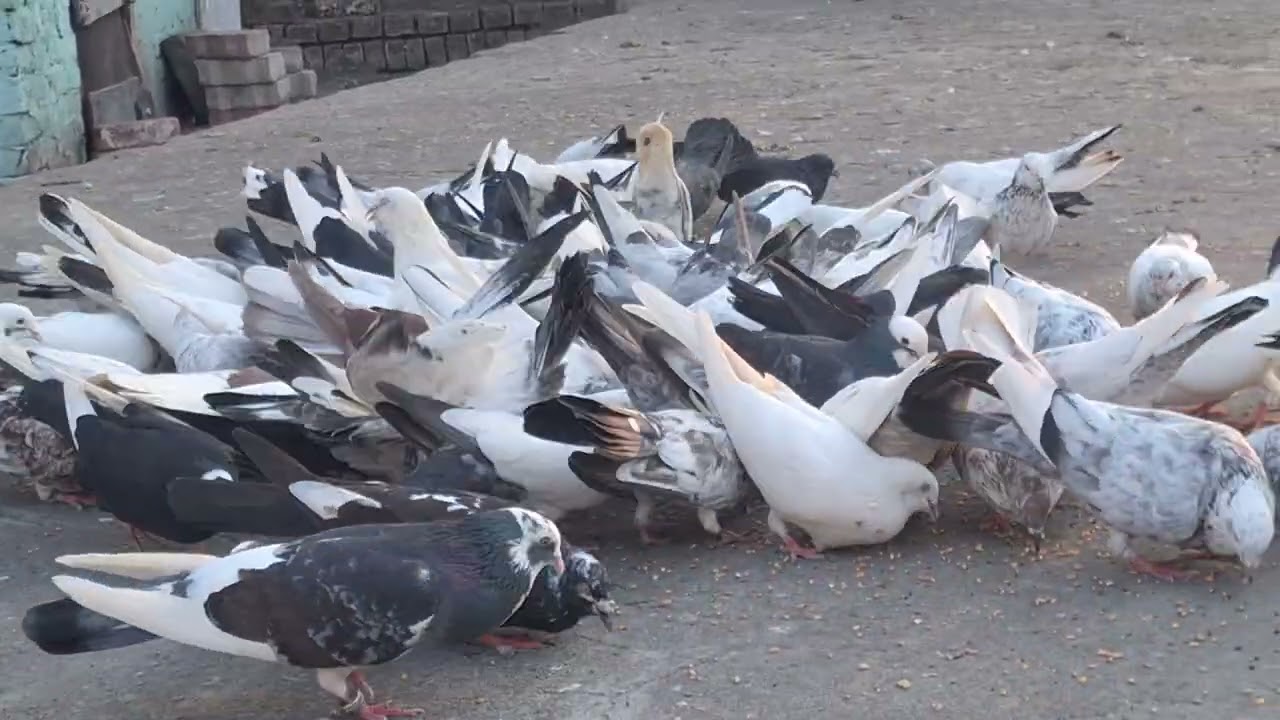 Highflyer's pigeon ka shok.