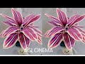 DIY bunga aglonema dari pelastik keresek //how to make aglonema flowers from plastic.