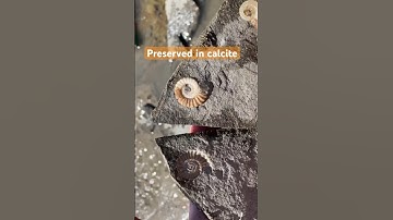 Opening A Rock To Find Fossil Ammonite Surprises!😮#shorts#fossilhunting