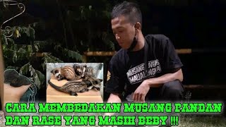 cara membedakan musang rase dan musang pandan beby #animals #education