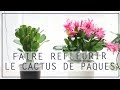 🌿 Comment faire refleurir le cactus de Pâques : Culture & entretien