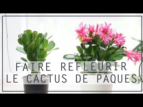Vidéo: Soin du cactus de Pâques - Conseils pour faire pousser une plante de cactus de Pâques