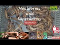 Mealworms & Superworms Breeding India Satup Collection