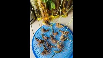 #sâm_ngọc_linh #sâm_lai_châu #sâm_ngọc_linh #sâm_lai_châu 12 củ 1 cân sâm già nguyên cây Giá 3tr8