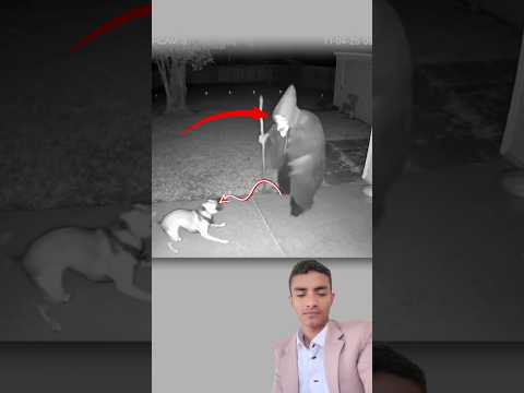 الهواء صار ثقيلا والعين تلمح ما لا يفترض أن ي رى والشبح يمد ذراعيه نحو الكلب المسكين اكسبلور