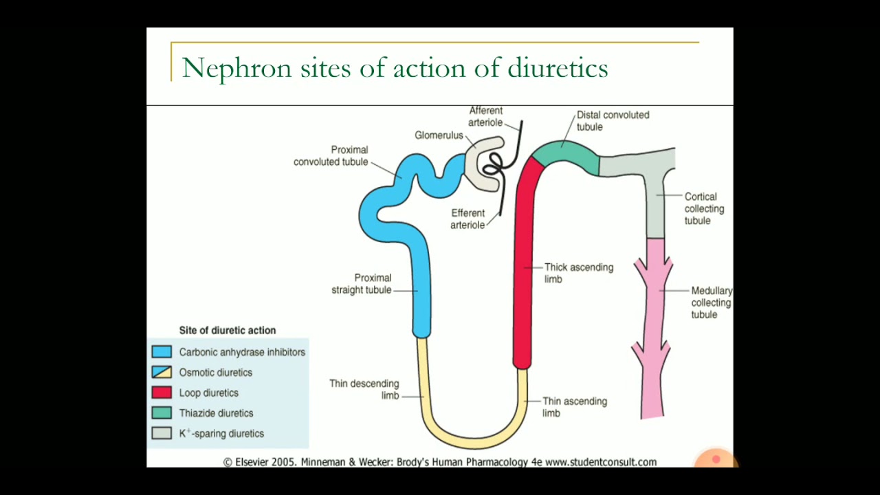 Action site. Нефрон. Diuretics classification. Нефрон и диуретики. Nephron structure.