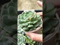 [多肉植物geee]ホワイトパーム^_^ #succulent #plants #geee #garden #タニパト #ベランダ多肉 #gardening