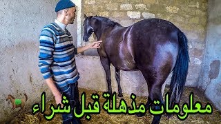 فلوق نصائح و معلومات مهمة قبل شراء اي حصان Horse من السوق لا للغش طريقة العلف الصحية للخيل