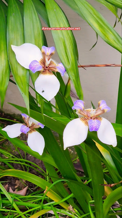 Spring flowers 💐 magnificent 😌