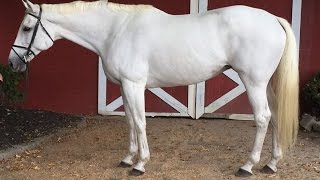 Gracie Flatwork May 2016