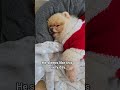 Old dog, calm life #cozylife #seniorDog #dogasmr #relaxing
