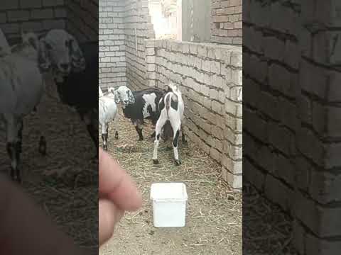 ازاي تسيب الجدي مع الماعز بعد فترة الربط وميأذيش الماعز الحوامل